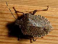 クサギカメムシが館内にいました