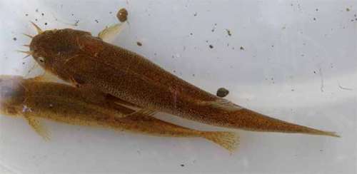 zgPhWE