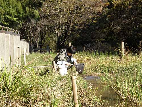 アメリカザリガニの駆除
