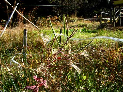 アカバナの実が弾けています