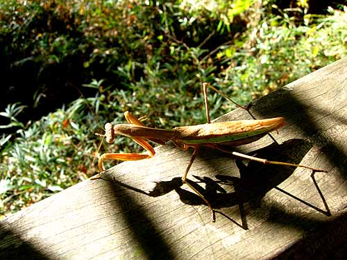 まだオオカマキリがいました