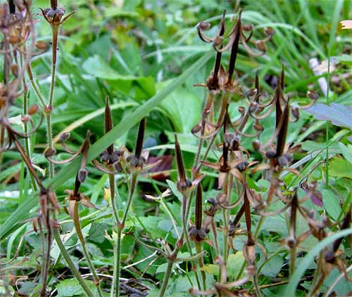 ゲンノショウコの実は弾けた後が面白い形をしています
