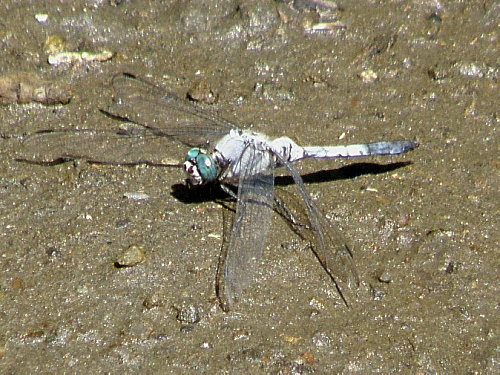 シオカラトンボ♂