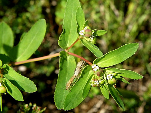 オオニシキソウ