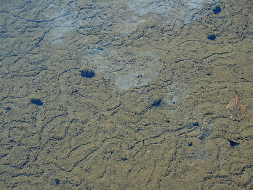 ¥Þ¥ë¥¿¥Ë¥·