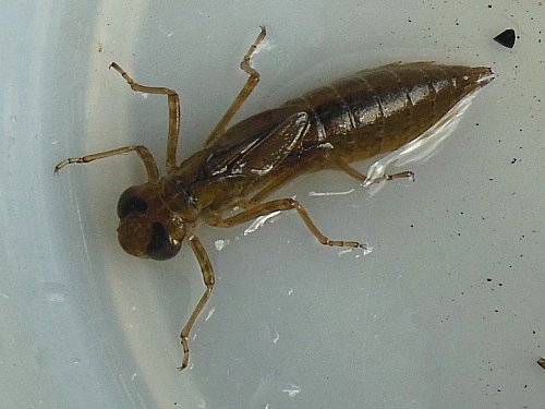 ¥ä¥ó¥Þ²Ê¤Î¥ä¥´