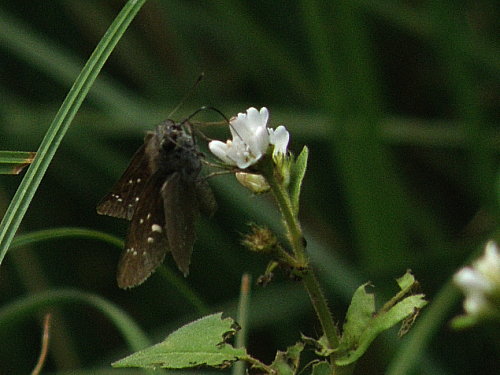 ¥¤¥Á¥â¥ó¥¸¥»¥»¥ê