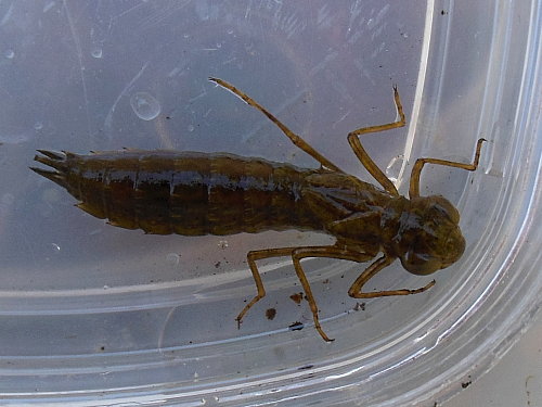 ¥ä¥ó¥Þ²Ê¤Î¥ä¥´