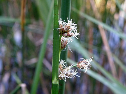 ¥µ¥ó¥«¥¯¥¤