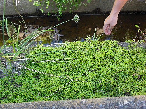 ¥Ä¥ë¥Þ¥ó¥Í¥ó¥°¥µ¤¬ÈËÌФ·¤Æ¤¤¤Þ¤·¤¿