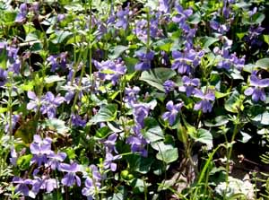 タチツボスミレ