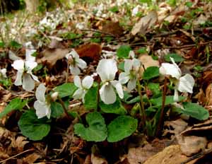 ケマルバスミレ