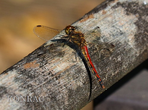 �A�L�A�J�l