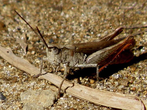 ¥Ò¥Ê¥Ð¥Ã¥¿