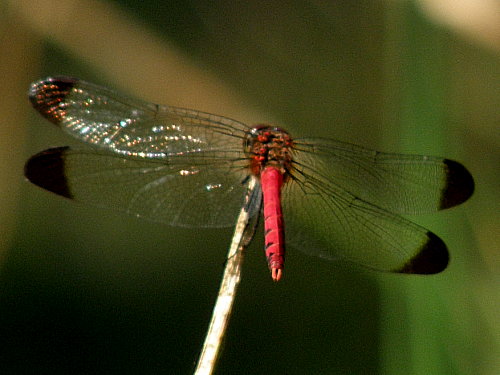 ¥³¥Î¥·¥á¥È¥ó¥Ü