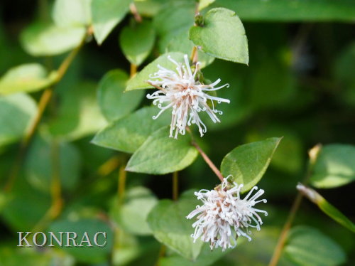 �R�E���{�E�L