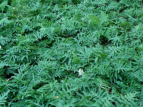 ¥³¥¦¥ä¥ï¥é¥Ó¤Î·²Í¤¢¤ê¤Þ¤·¤¿