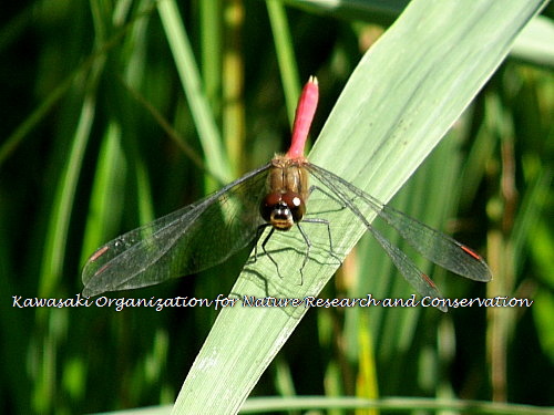 ¥Þ¥æ¥¿¥Æ¥¢¥«¥Í