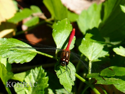 �}���^�e�A�J�l