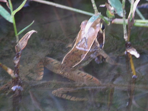 ¥Ë¥Û¥ó¥¢¥«¥¬¥¨¥ë