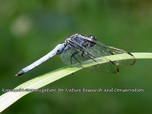 オオシオカラトンボ♂