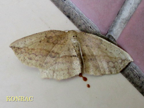 gKG_VN