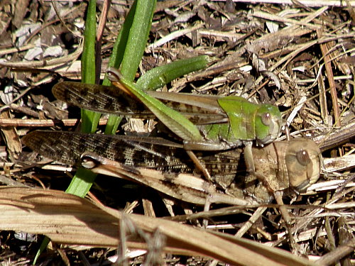 トノサマバッタ