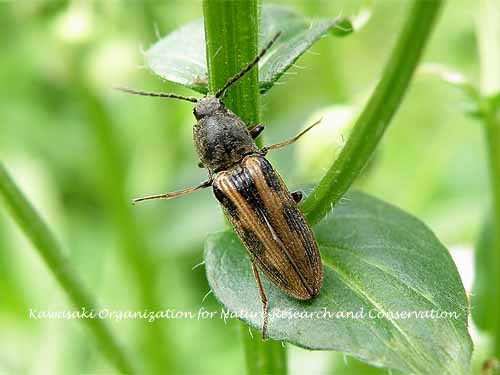 �g���t�R���c�L