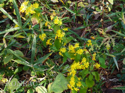 ���N�V�\�E