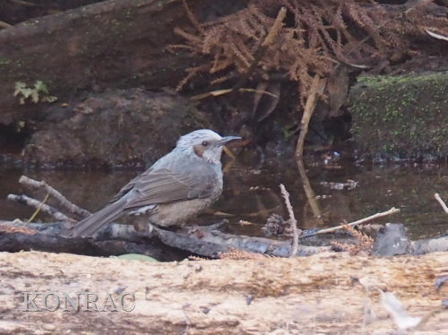 �q���h��