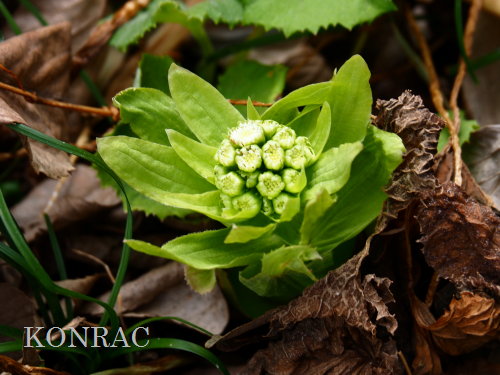 �t�L�m�g�E