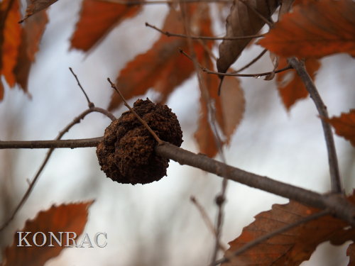 �R�i�����ԕa