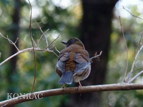 �V���n��